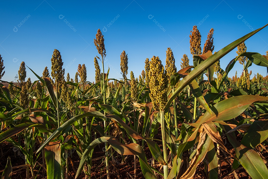 Plantação de sorgo em dia ensolarado.