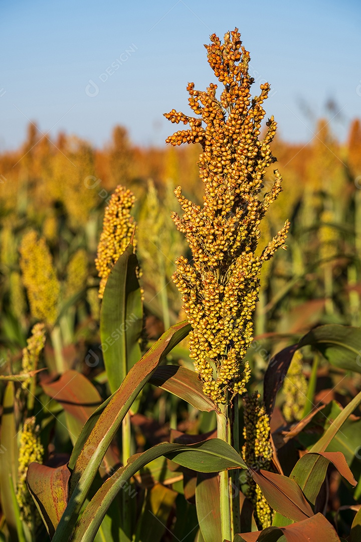 Plantação de sorgo em dia ensolarado.