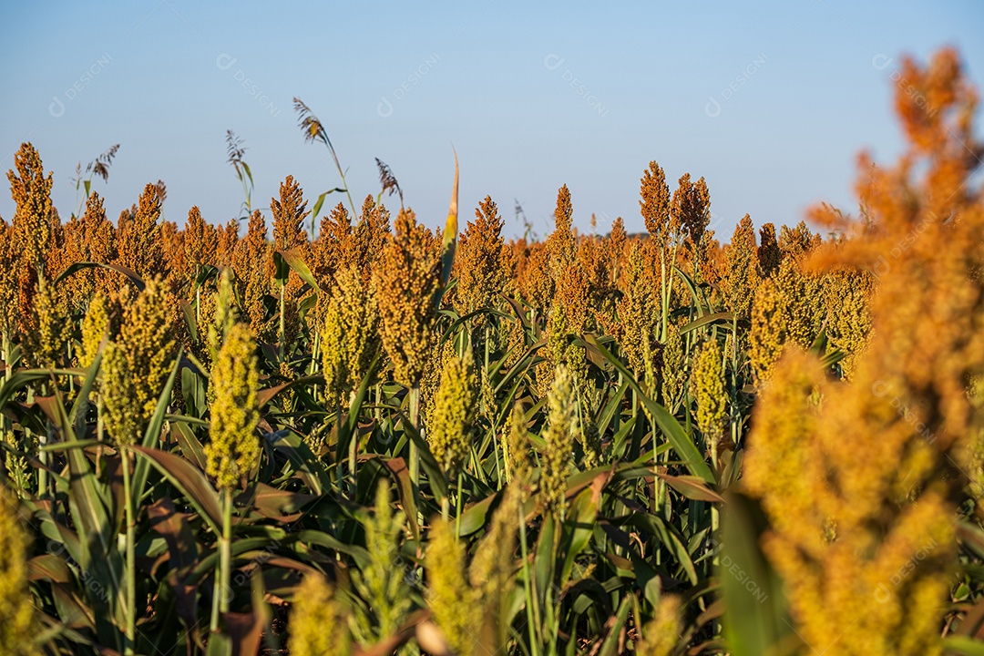 Plantação de sorgo em dia ensolarado.