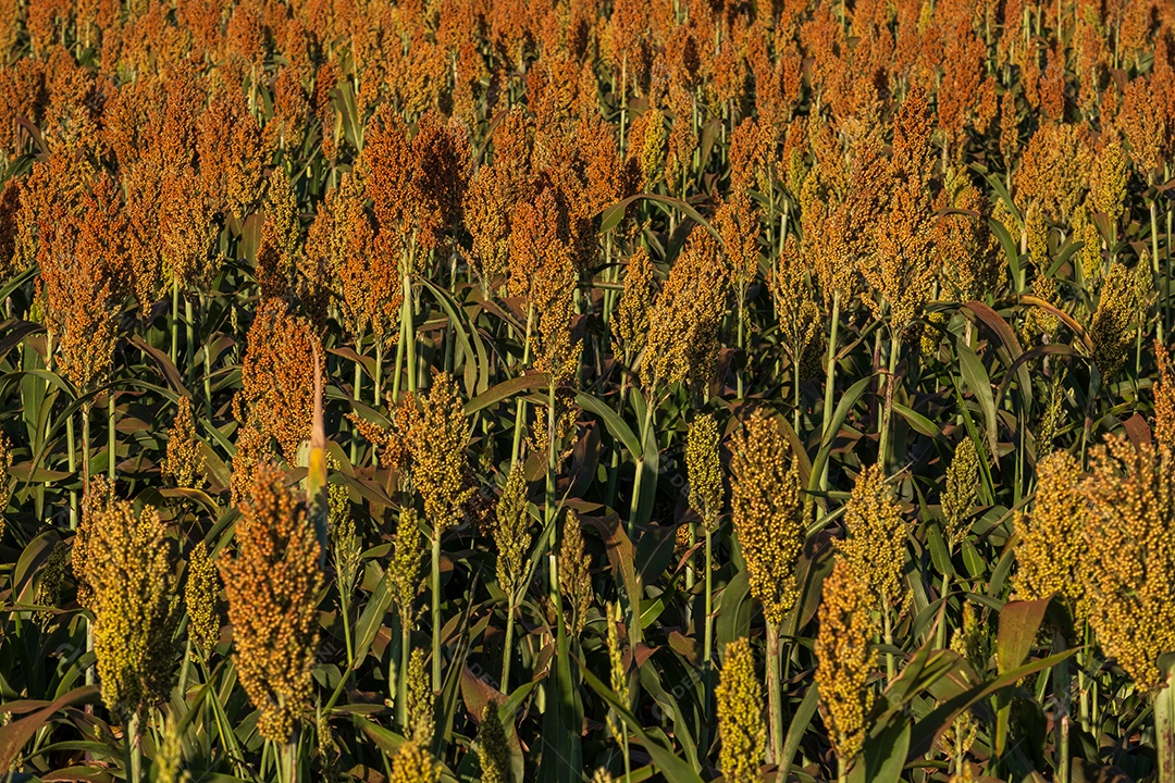 Plantação de sorgo em dia ensolarado