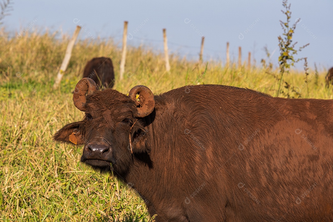 Búfalo enlameado no pasto em dia ensolarado