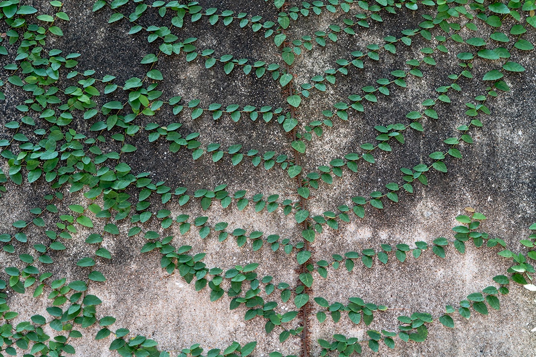 Alpinista verde ou trepadeira está subindo na velha parede de concreto suja usada para fundo natural ou textura.