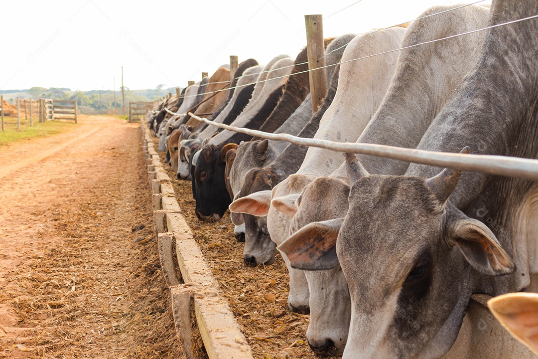 Gado comendo ração
