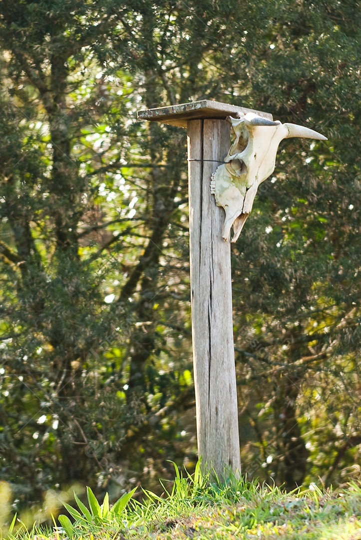 Osso da cabeça de boi na fazenda