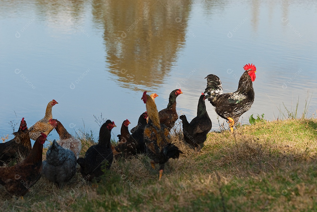 Galinhas se alimentando no lago