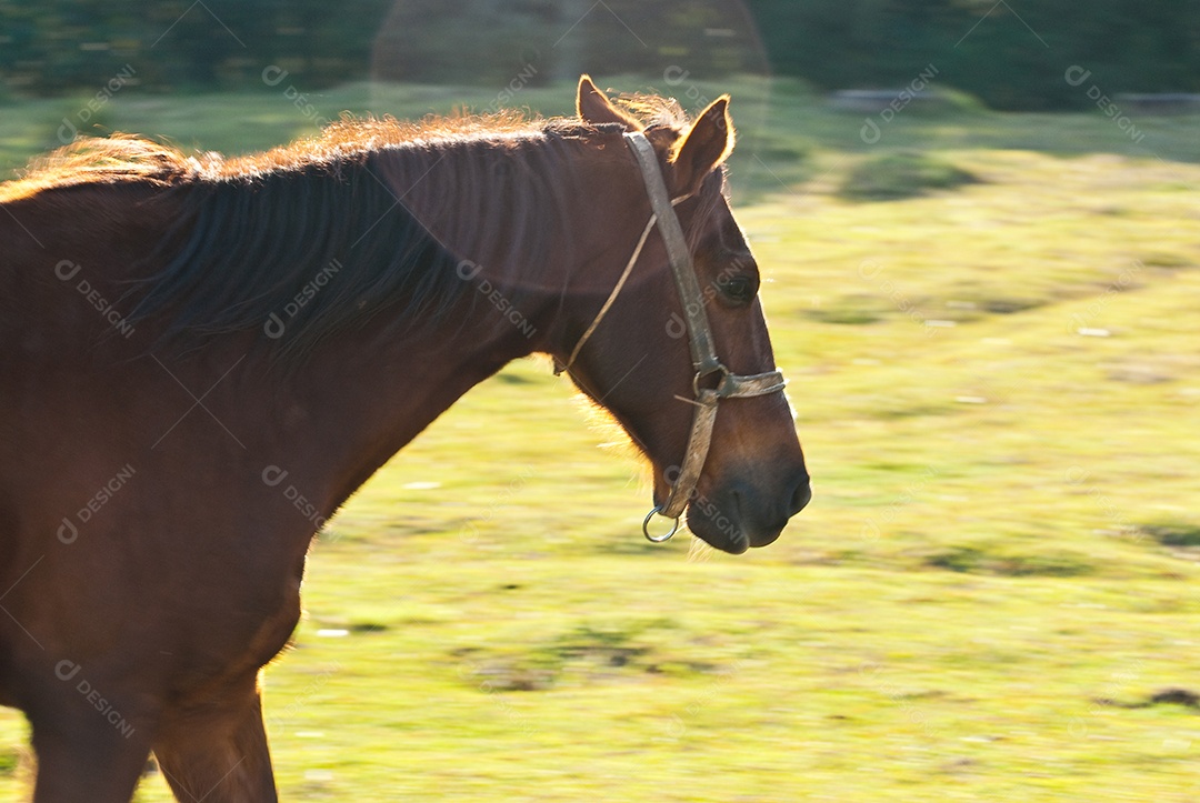Cavalo andando no pasto