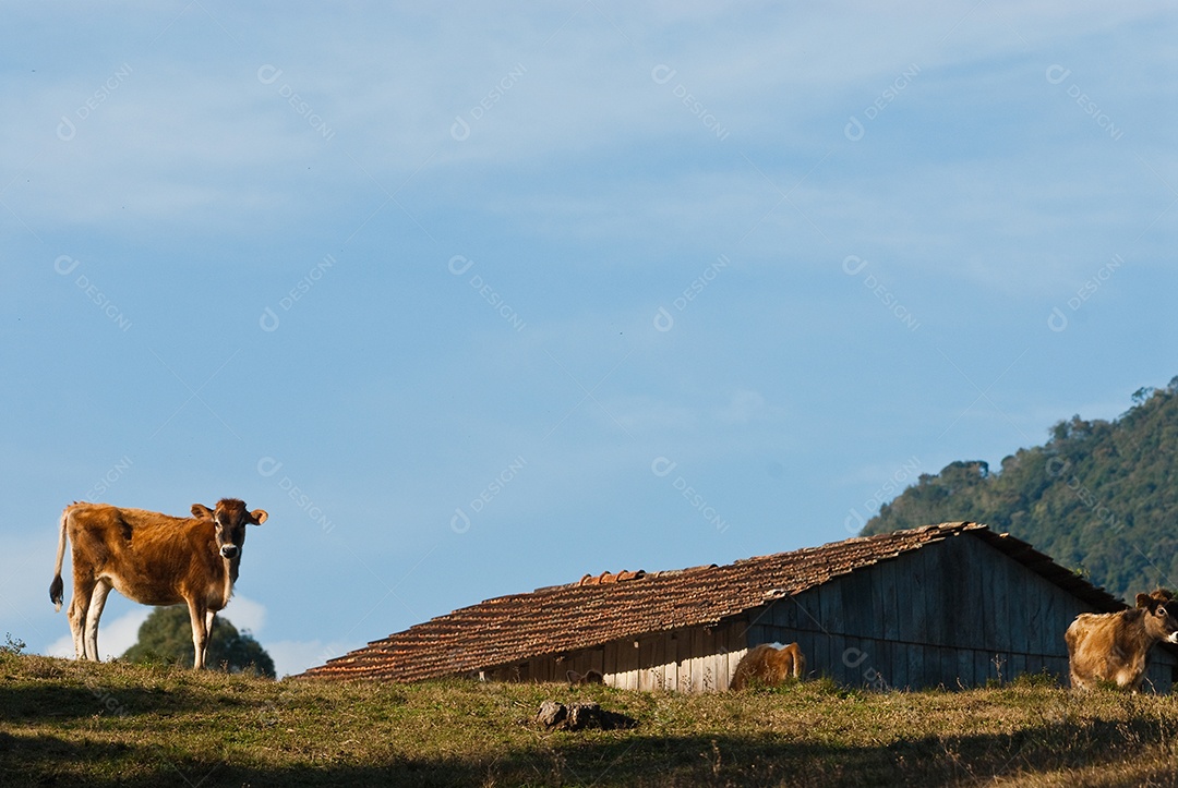 Vista da fazenda de gados