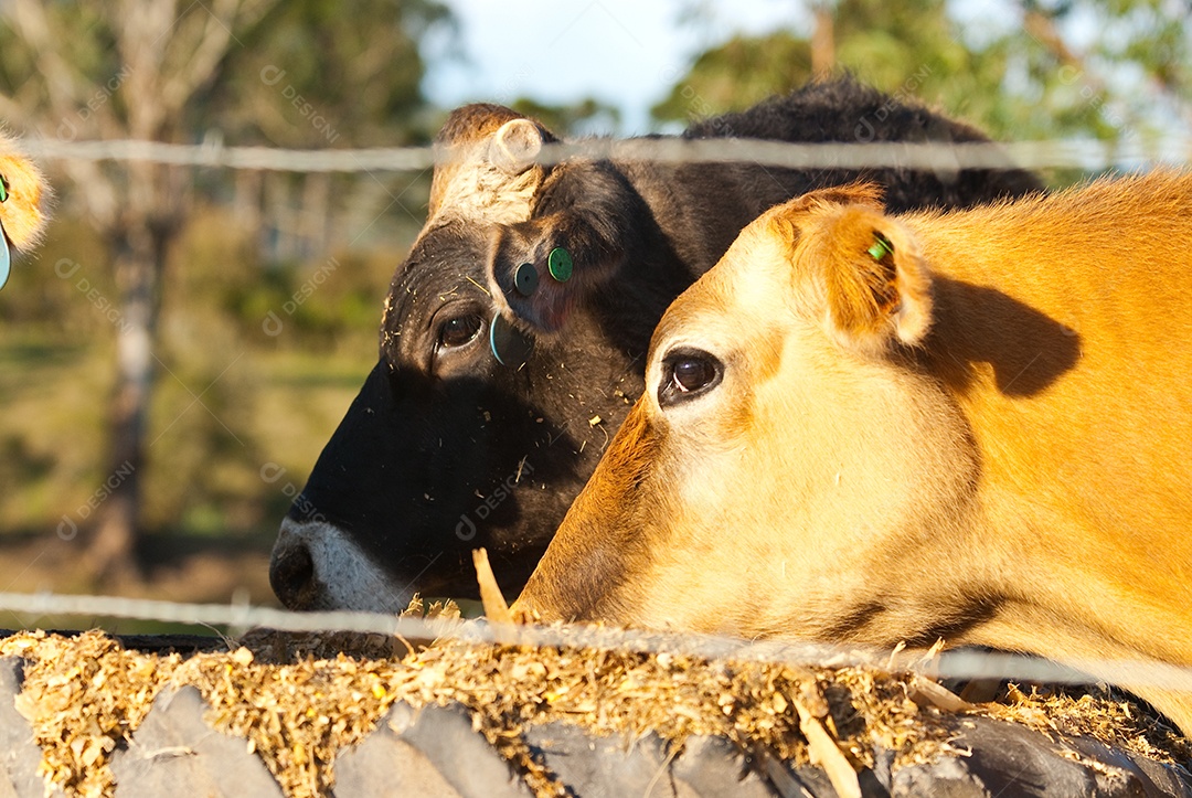 Gados se alimentando na fazenda
