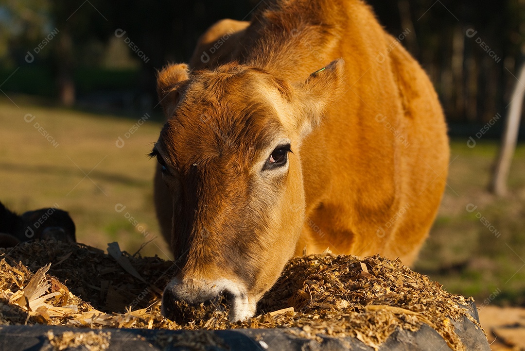 Gados se alimentando na fazenda