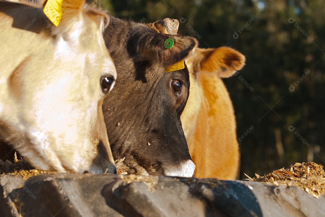 Gados se alimentando na fazenda