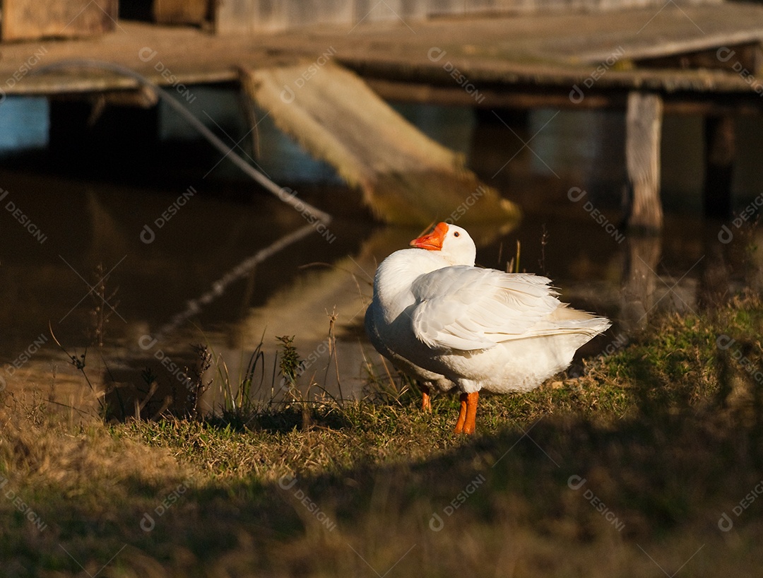 Animal pato no celeiro