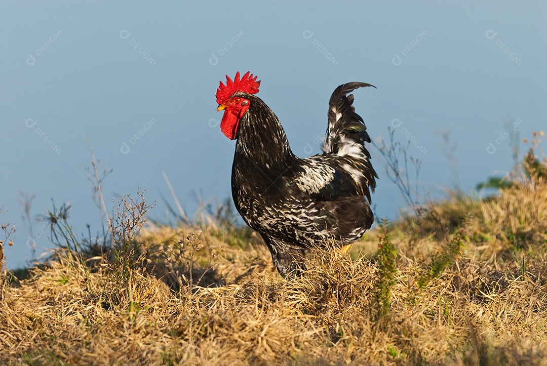 Galo andando pela fazenda