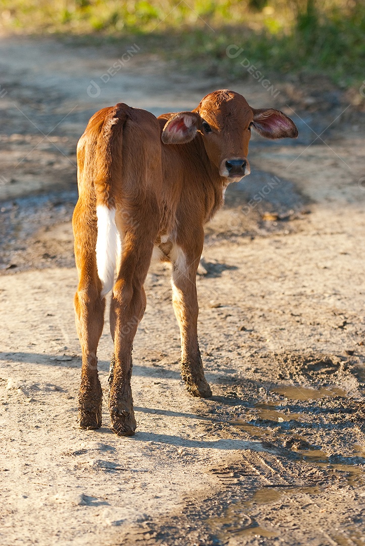 Bezerro andando pelo pasto