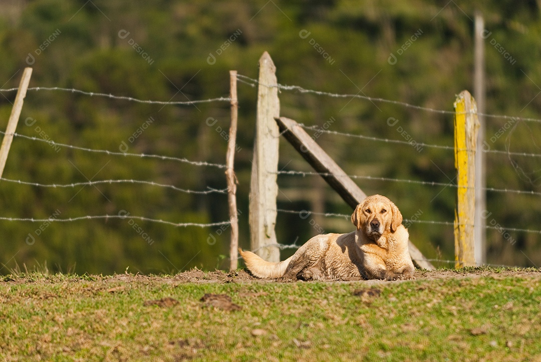 Cachorro deitado no gramado