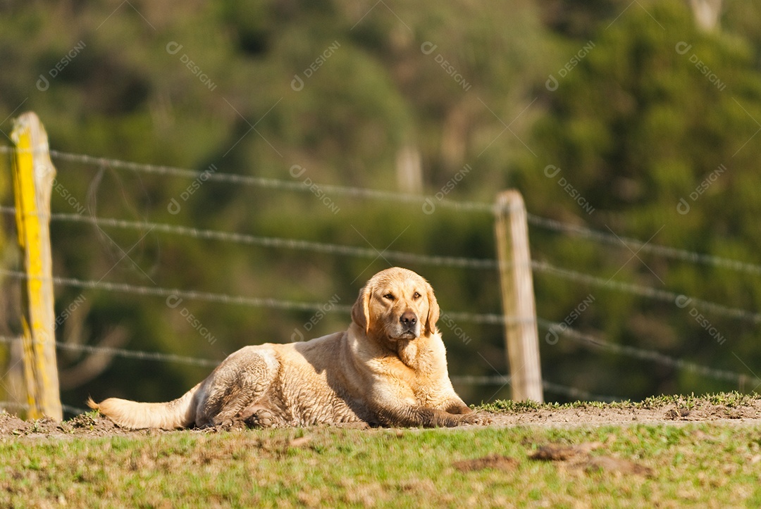 Cachorro deitado no gramado