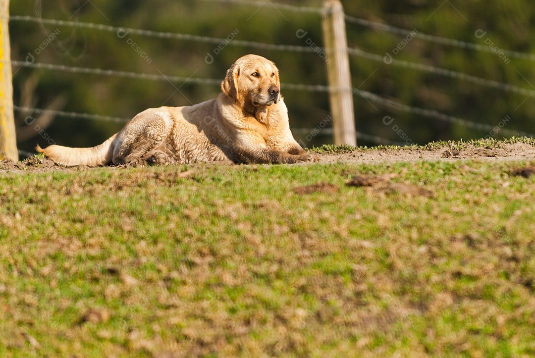 Cachorro deitado no gramado