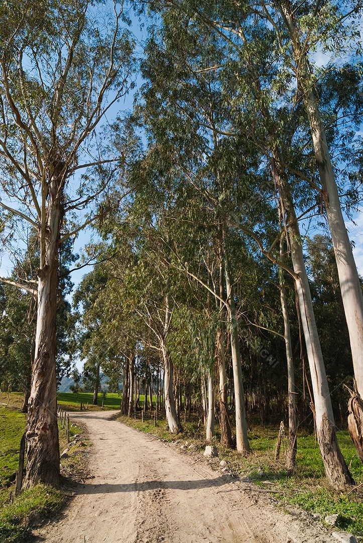 Vista de árvores verdes