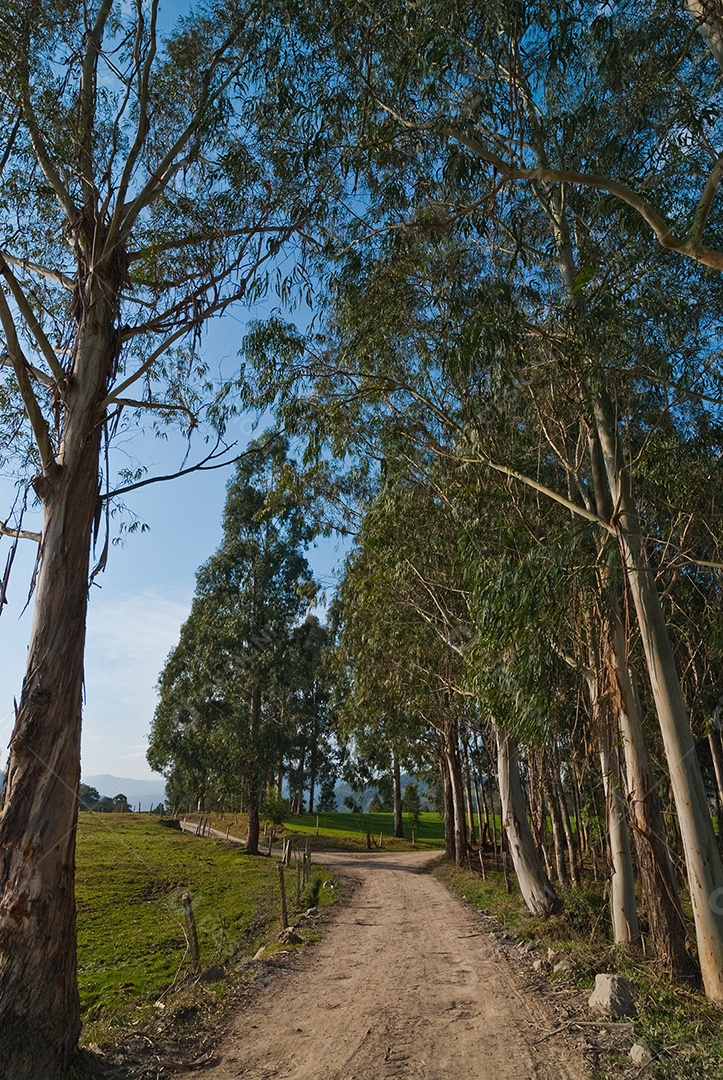 Vista de árvores verdes