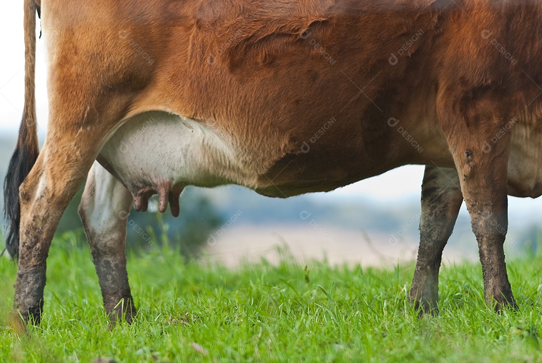 Gado pastando na fazenda