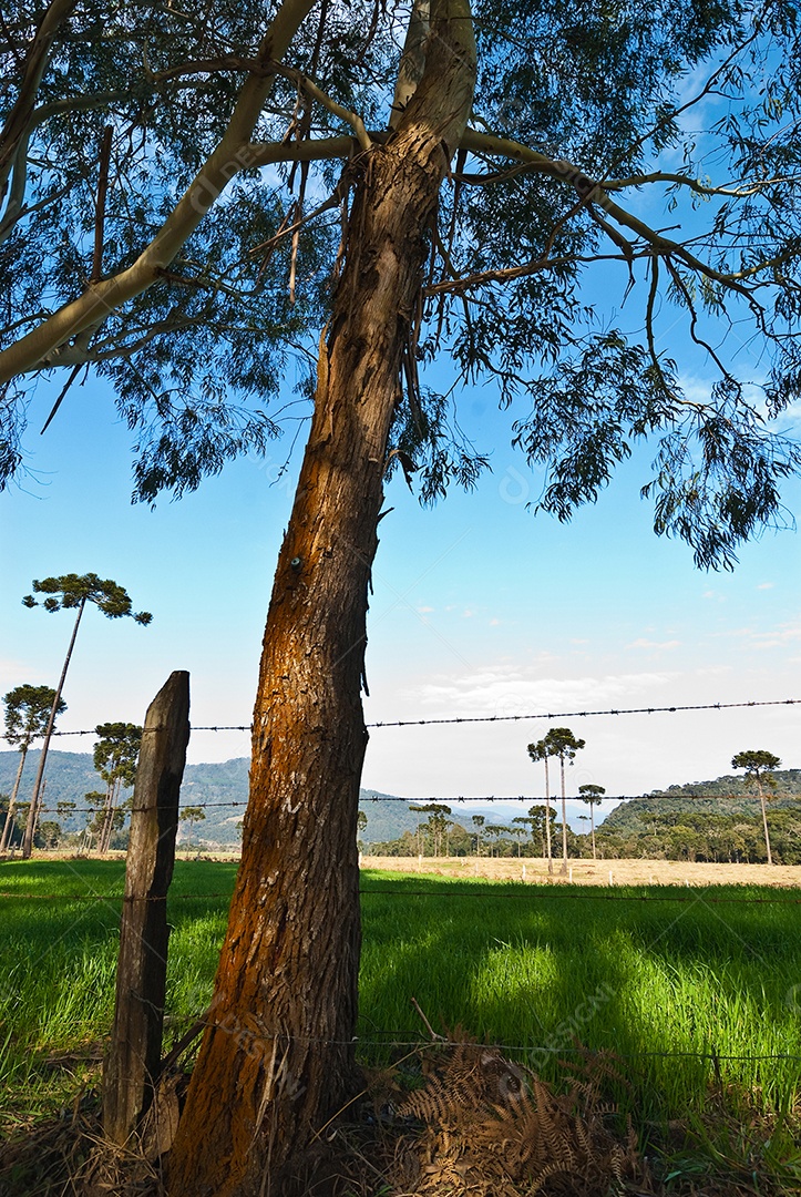 Vista da fazenda em dia ensolarado