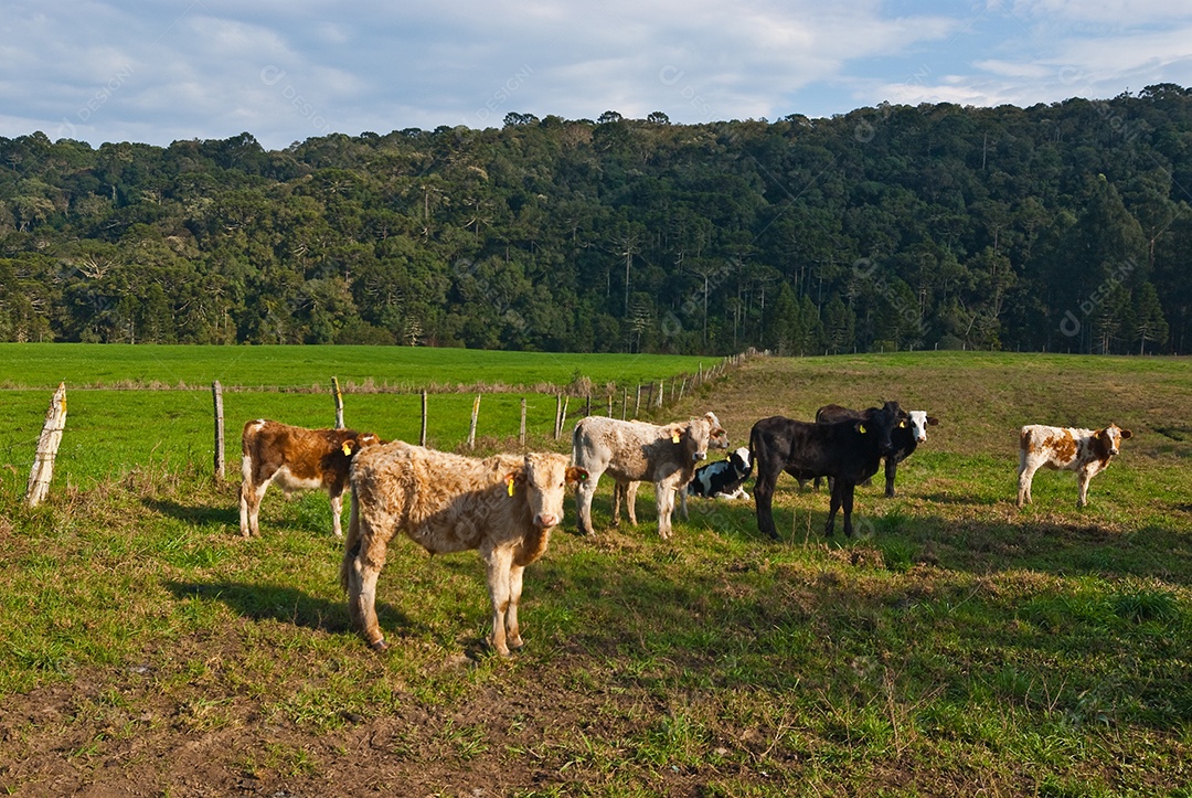 Pequenos bezerros pastando na fazenda