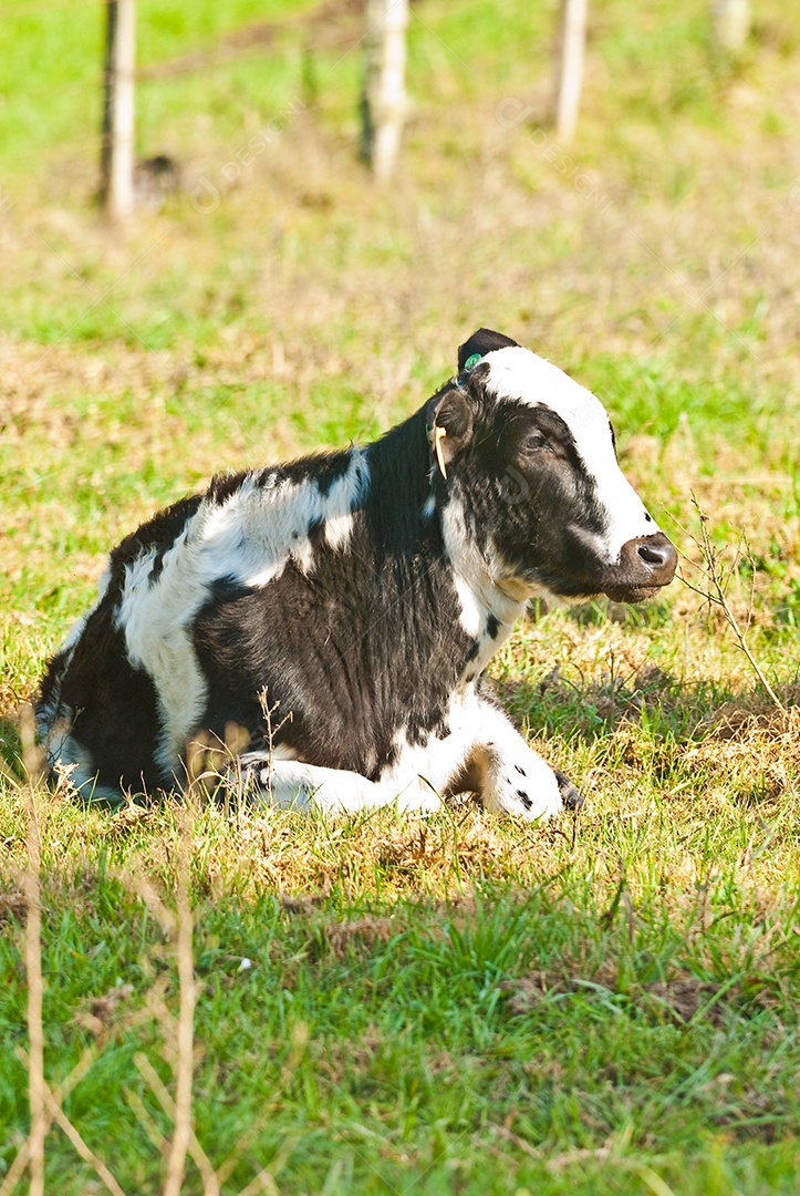 Pequeno bezerro deitado no pasto