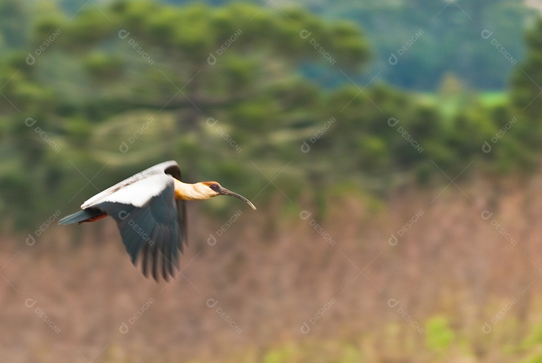 Vista de uma ave voando