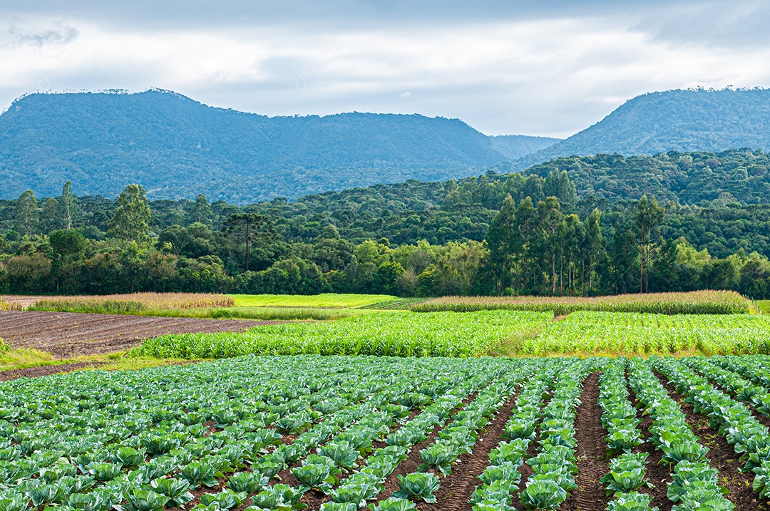 Campo com plantação de couve