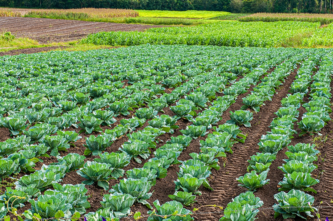Campo com plantação de couve