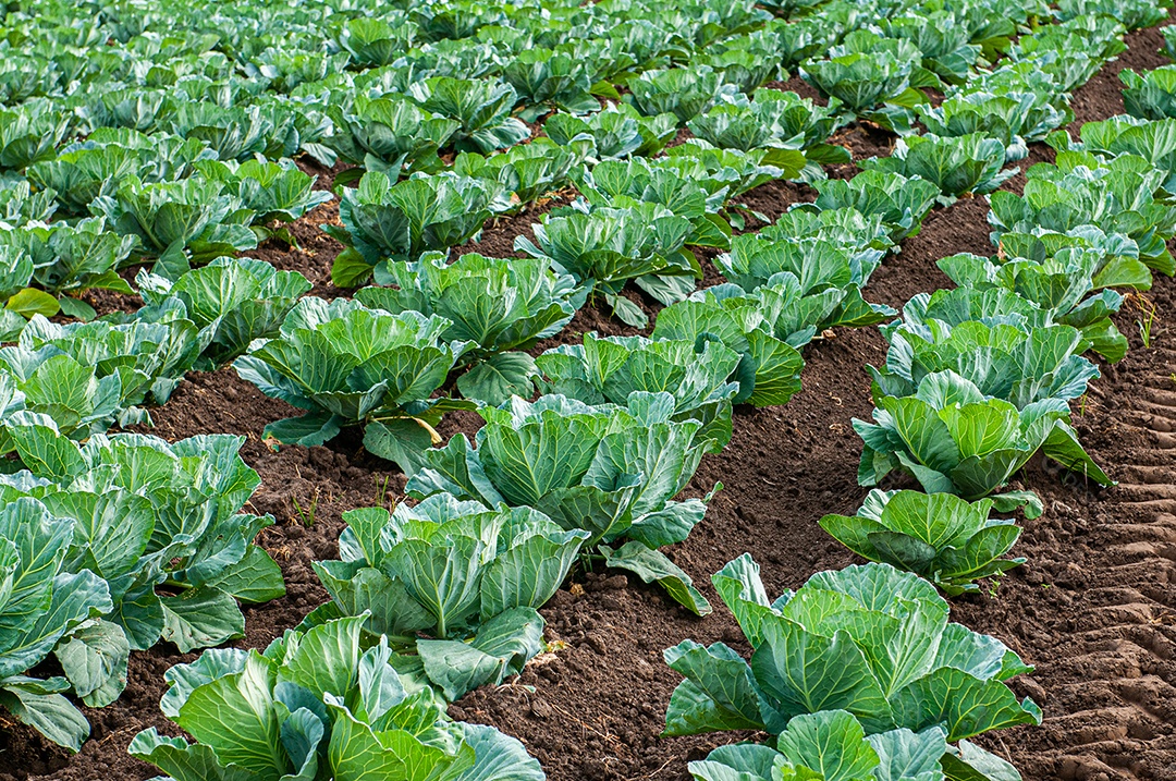 Campo com plantação de couve