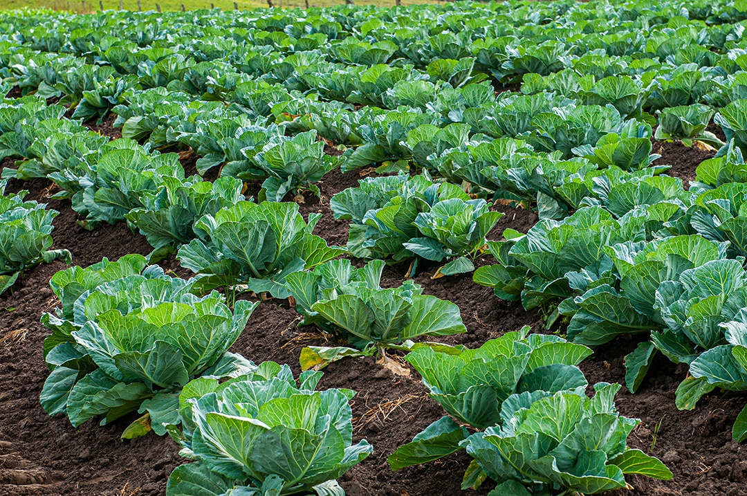 Campo com plantação de couve