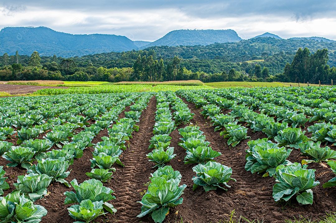 Campo com plantação de couve