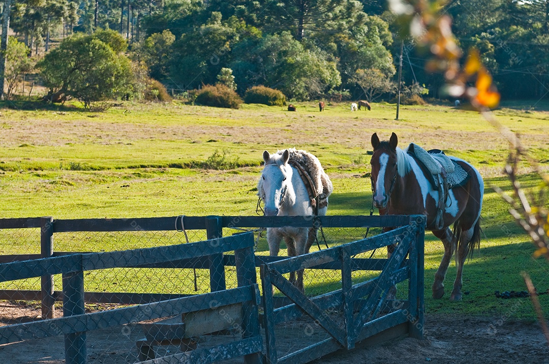 Cavalos com cela na fazenda