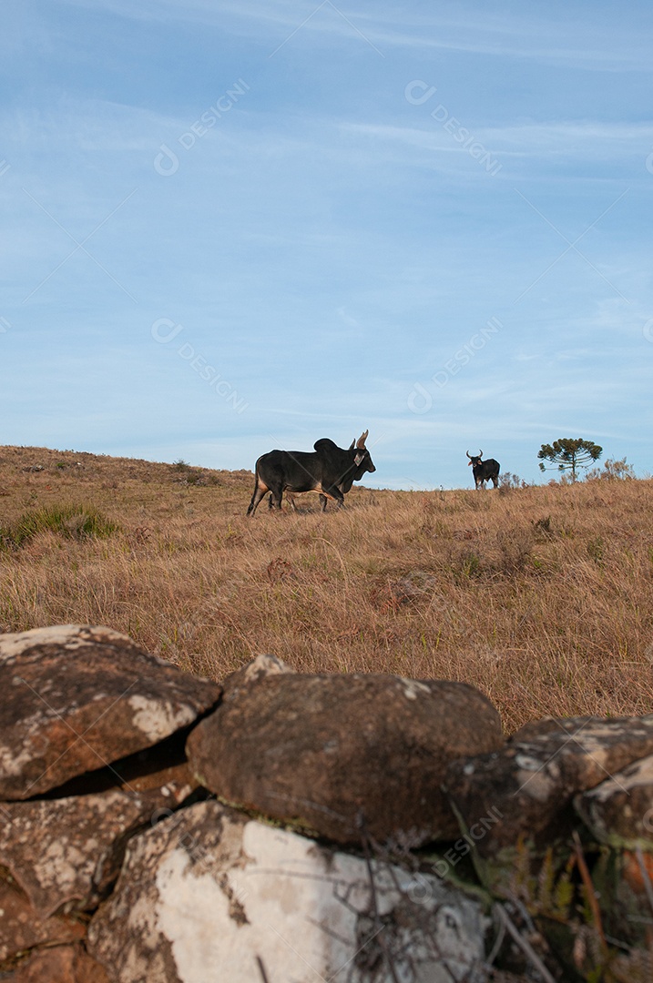 Vista de animais no pasto da fazenda