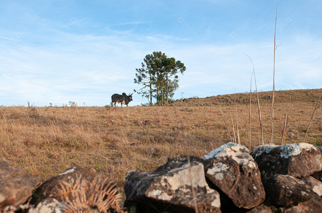 Vista de animais no pasto da fazenda