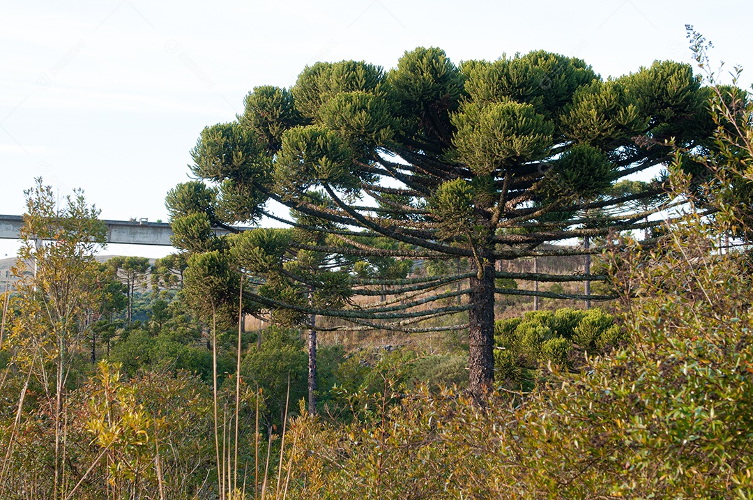 Detalhes grande árvore na fazenda
