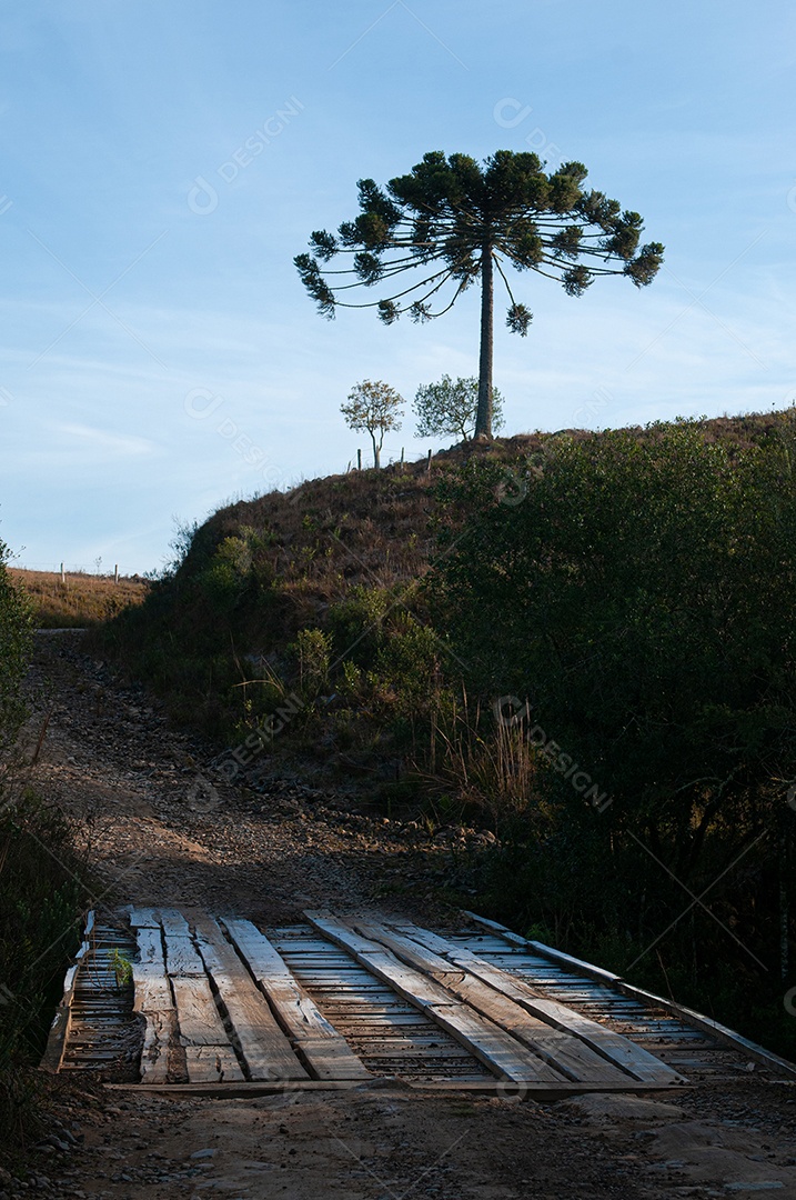 Detalhes grande árvore na fazenda