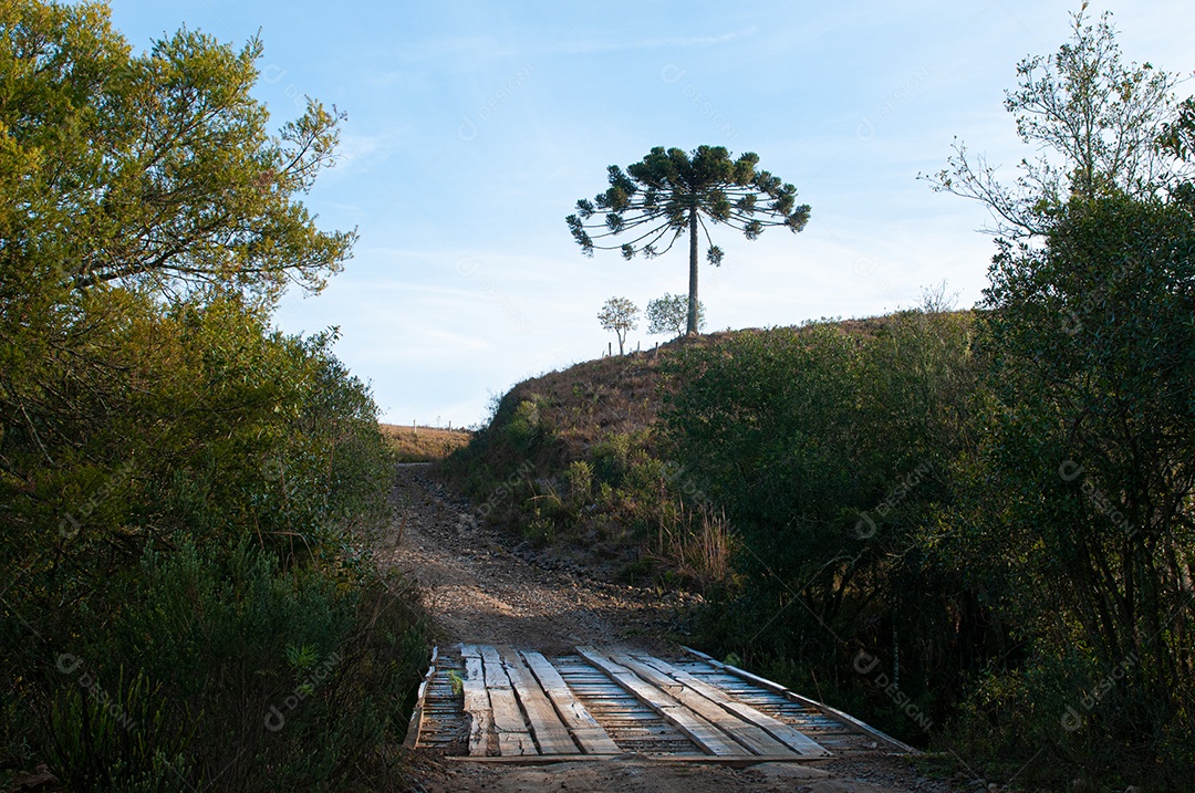 Detalhes grande árvore na fazenda