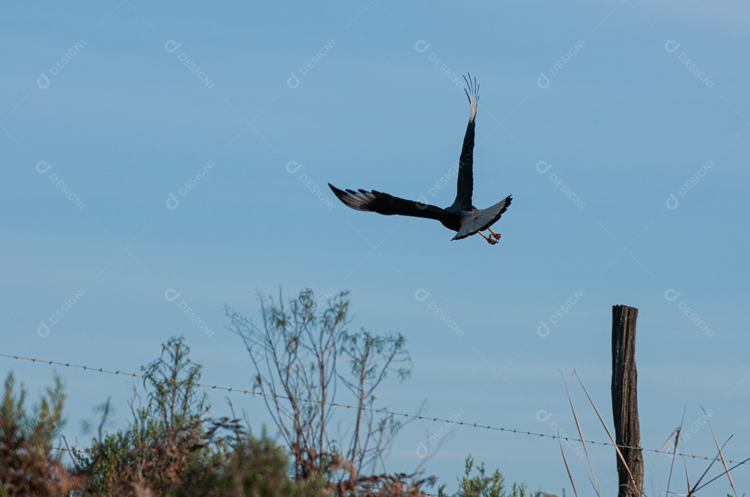 Ave voando sobre céu azul