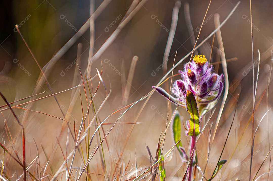 Linda flor sobre campo seco