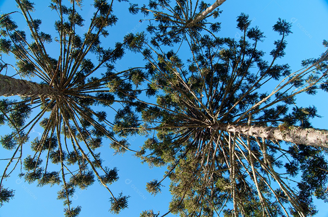 Vista de árvores sobre céu azul
