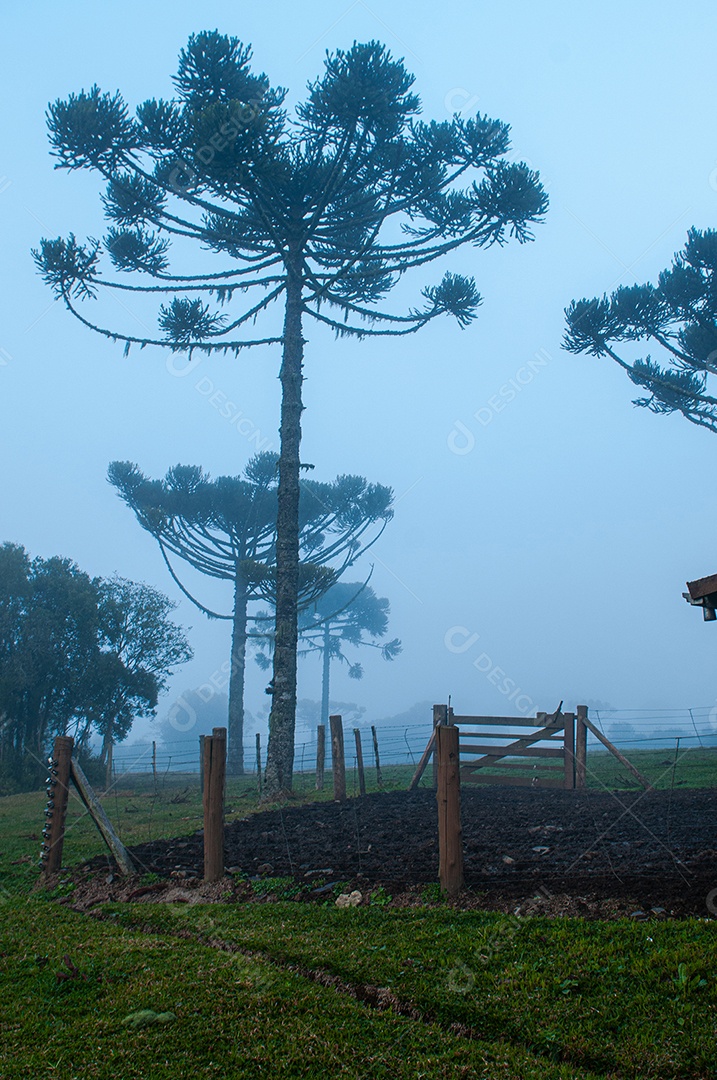 Neblina sobre árvores na fazenda