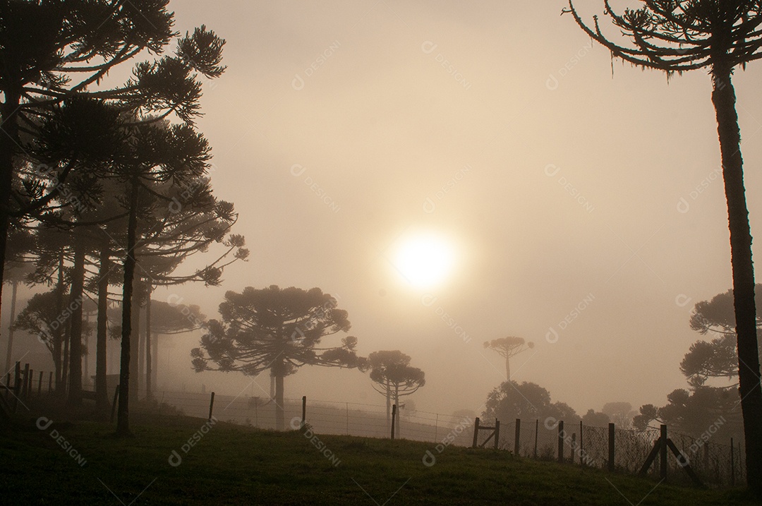 Neblina sobre árvores na fazenda