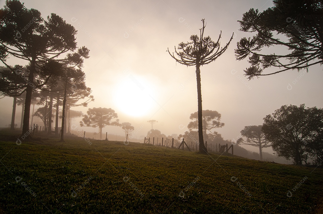 Neblina sobre árvores na fazenda