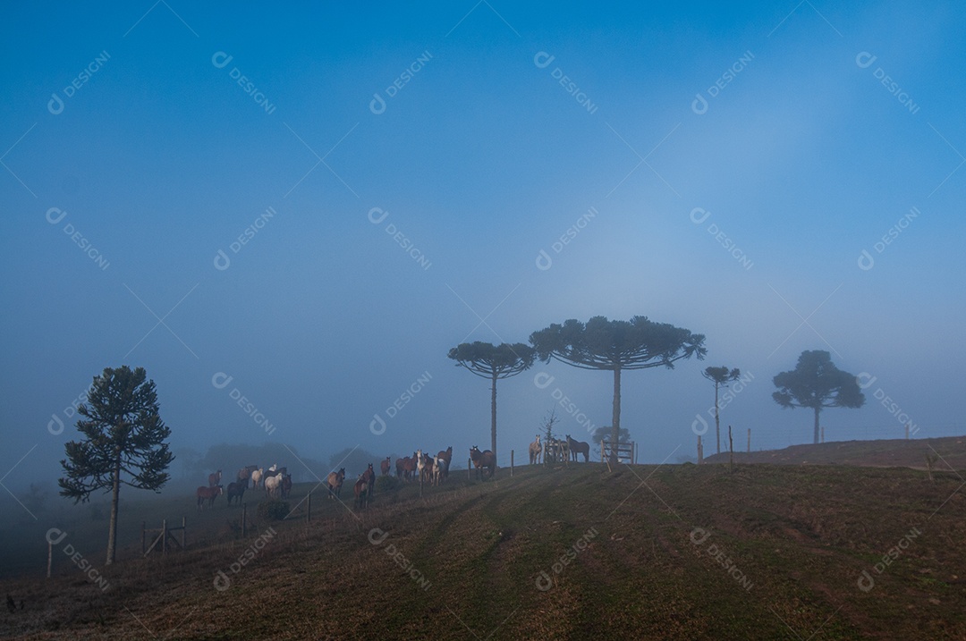 Neblina sobre árvores na fazenda