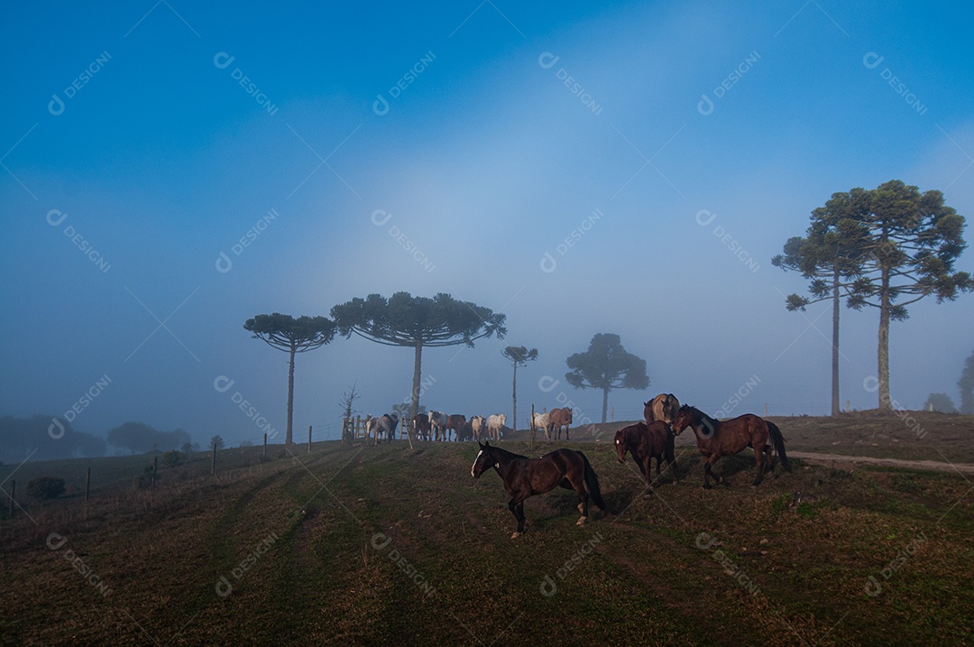Neblina sobre árvores na fazenda