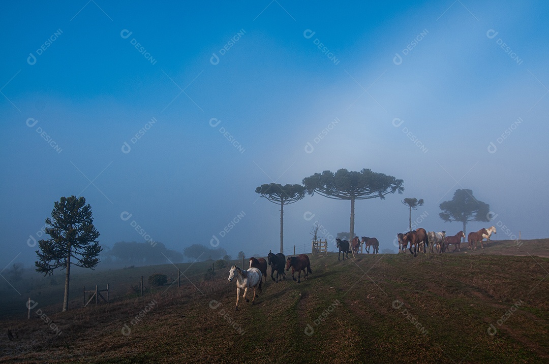 Neblina sobre campo de animais