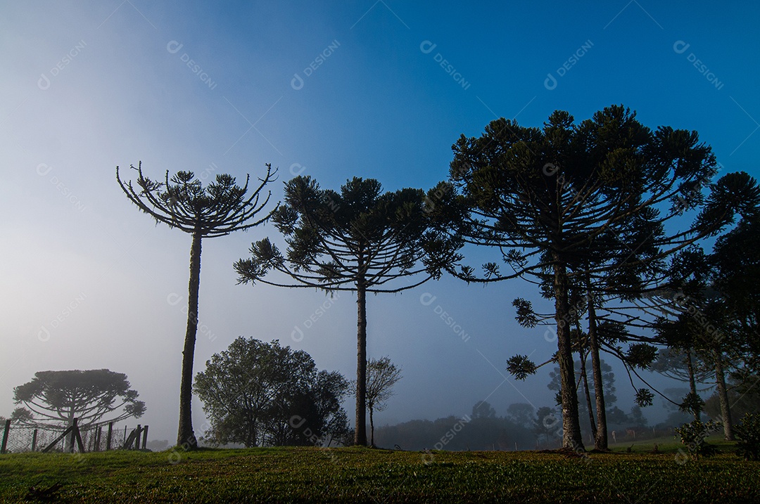 Detalhes das árvores do campo