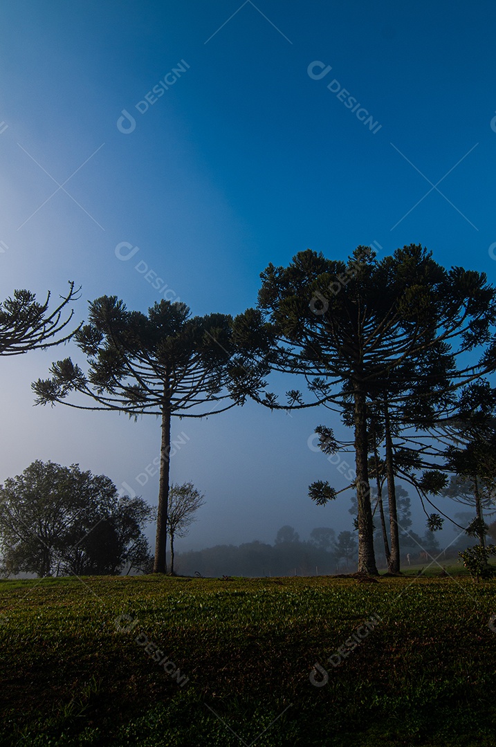 Detalhes das árvores do campo