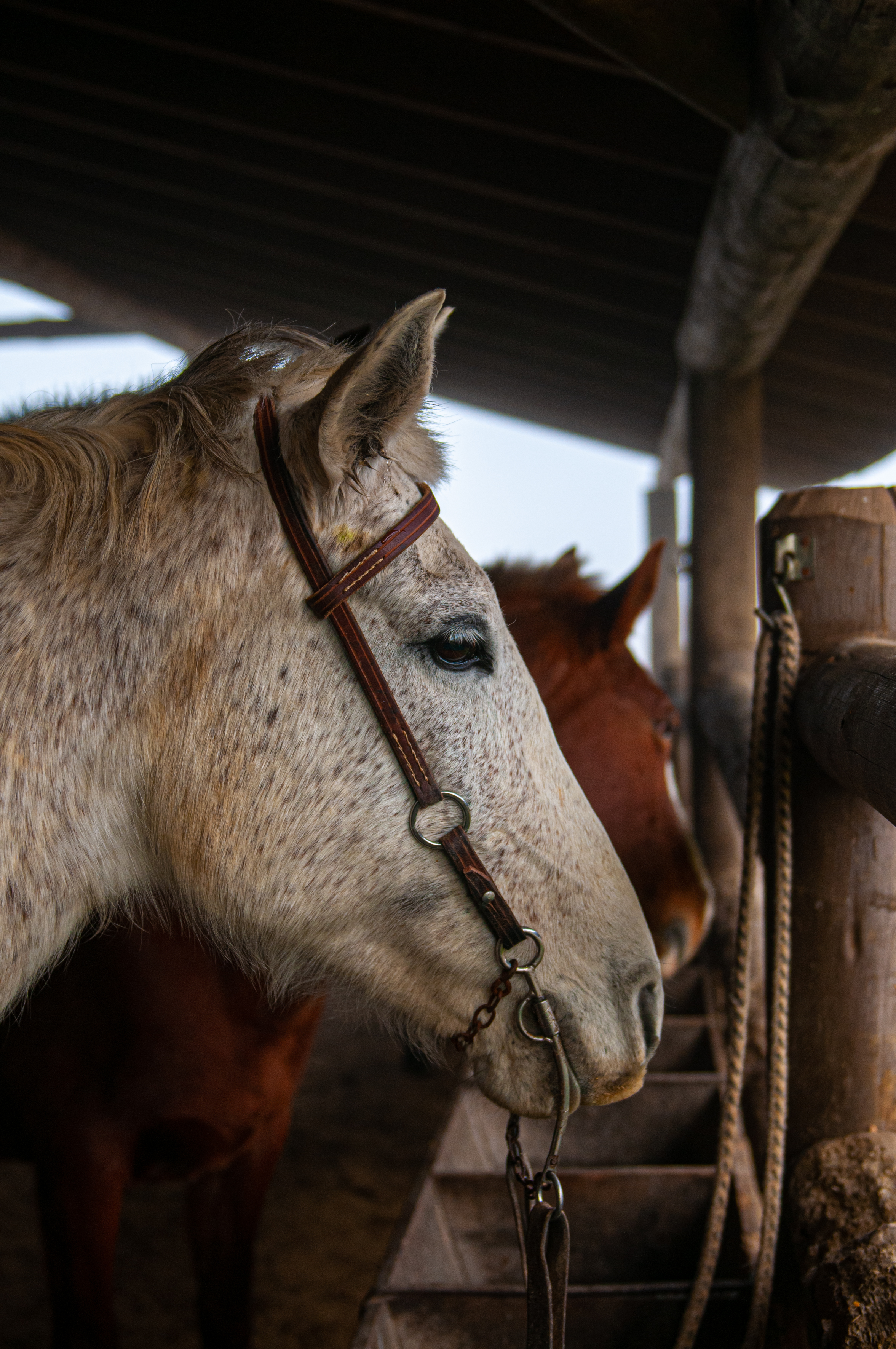 Cavalos celados na fazenda